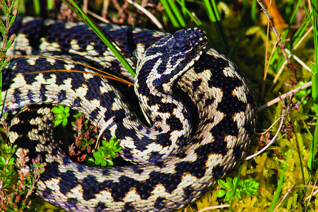 File:Grass Snake (Natrix natrix helvetica) playing dead