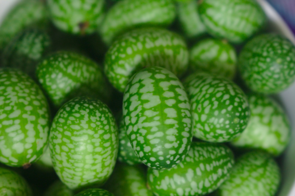 How to Overwinter Cucamelon Tubers
