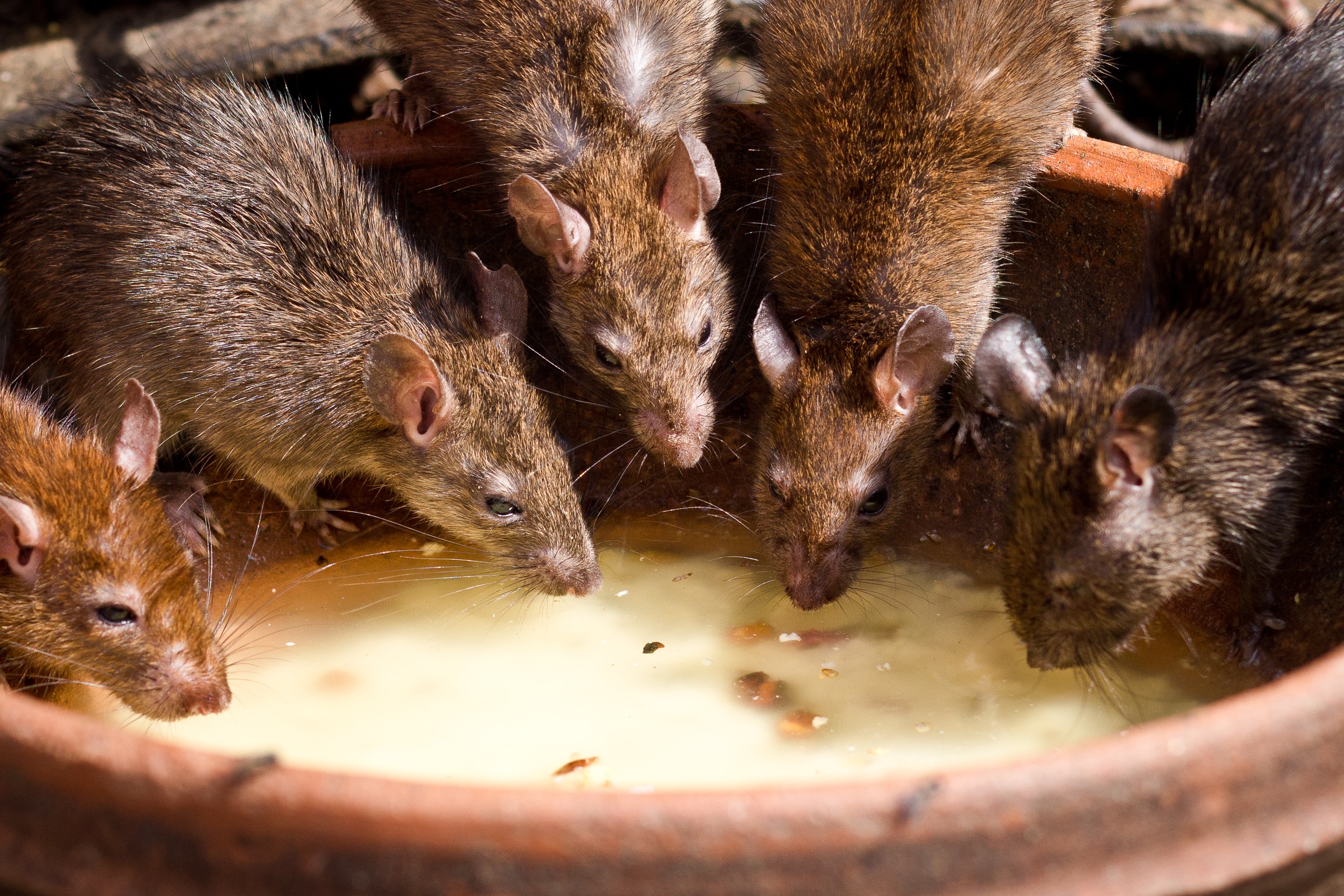 Schoolkids In Scotland Exposed To Rats And Puke Morning Star