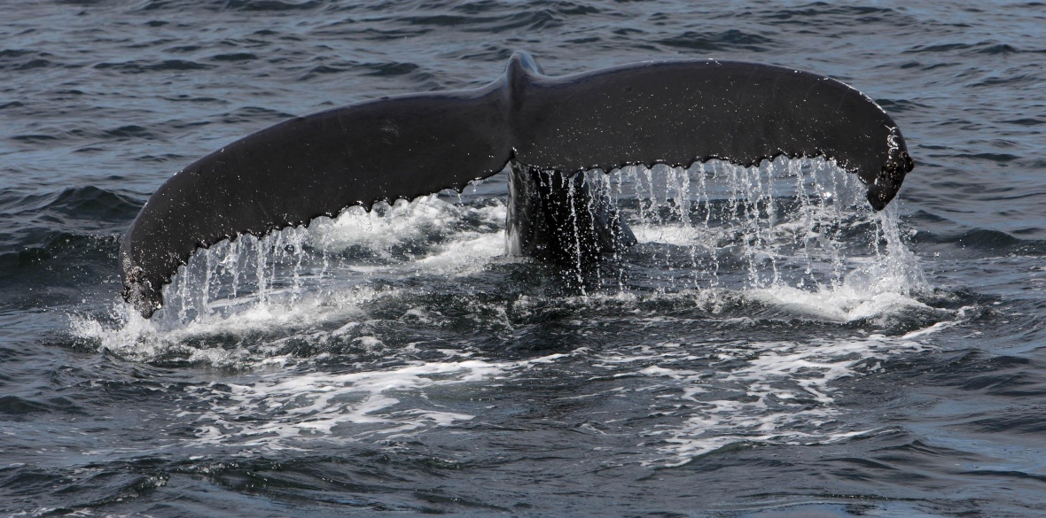 FROSTY’S RAMBLINGS More and more whales in warming British seas ...