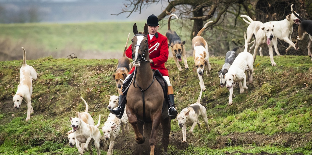 Fox hunting has ‘shocking’ impact on wildlife | Morning Star