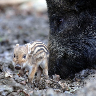 A boar piglet, or ‘humbug’