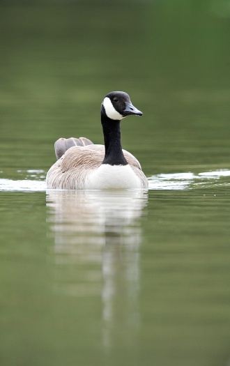 A Canada goose takes a swim