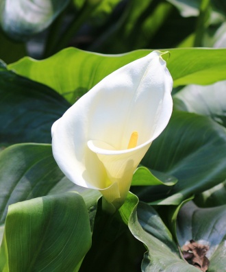 Calla lilies are also symbols for rebirth and resurrection