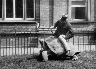 Walter Rothschild rides a tortoise