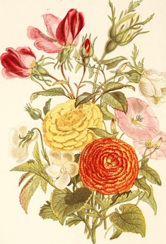 An illustration from The Language of Flowers