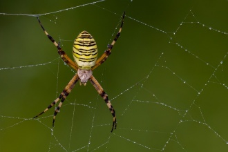 The wasp spider is a recent arrival in Britain