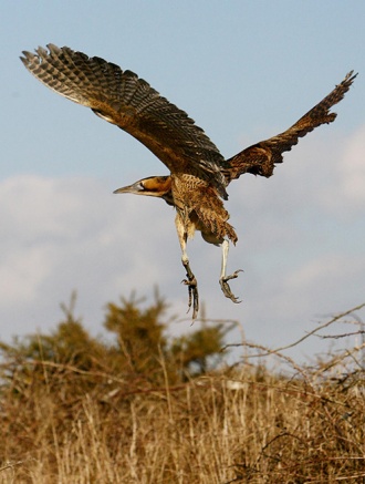 A bittern takes off