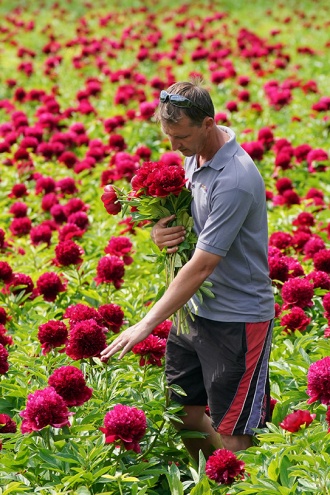 Flowers being picked at a peony farm in Royston, Hertfordshire