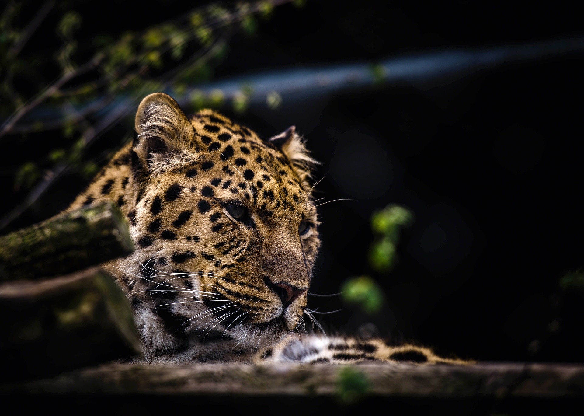 Leopards are endangered and are listed as a ‘vulnerable’ species