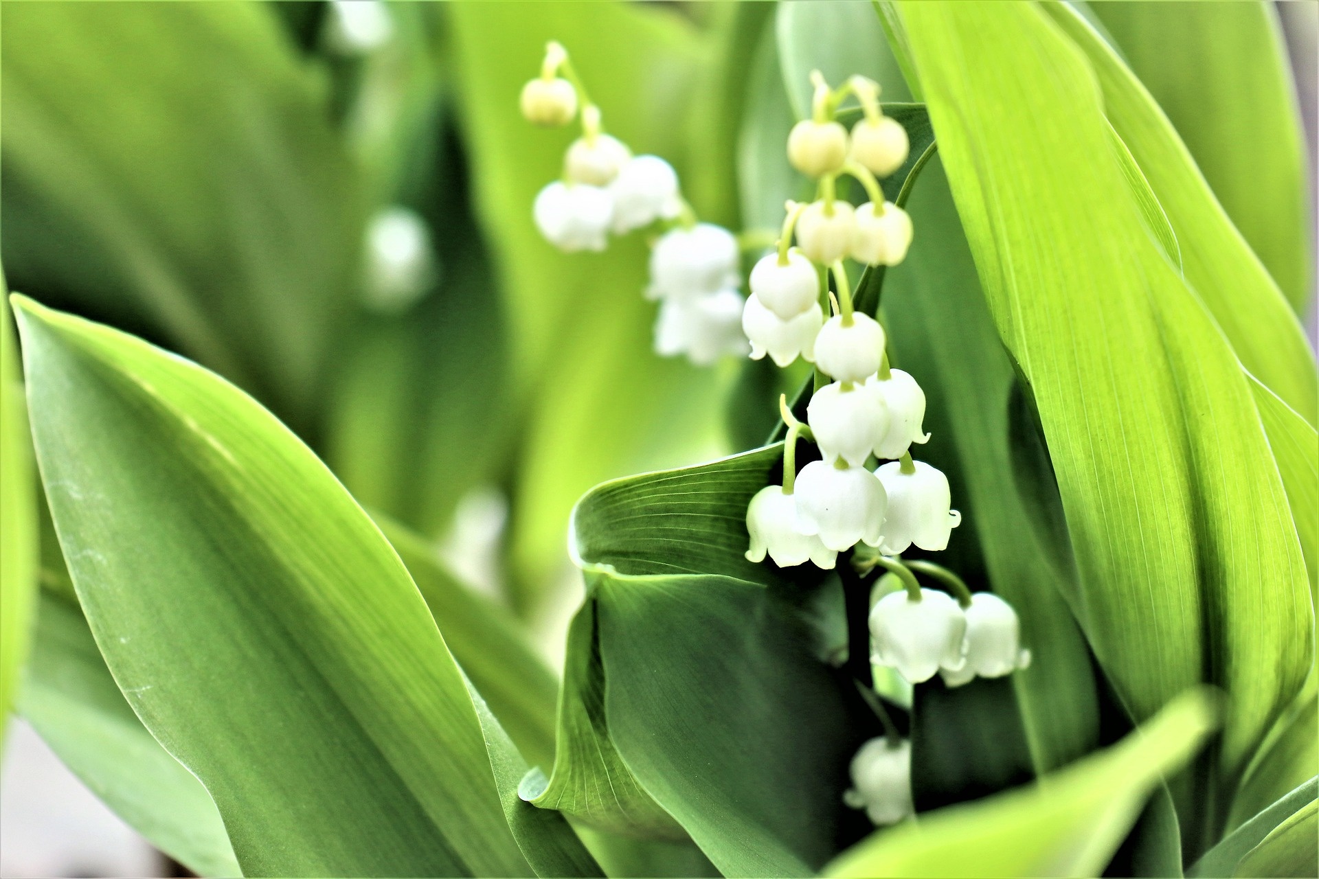 Lily-of-the-valley has a distinctive fragrance, often used in perfumery