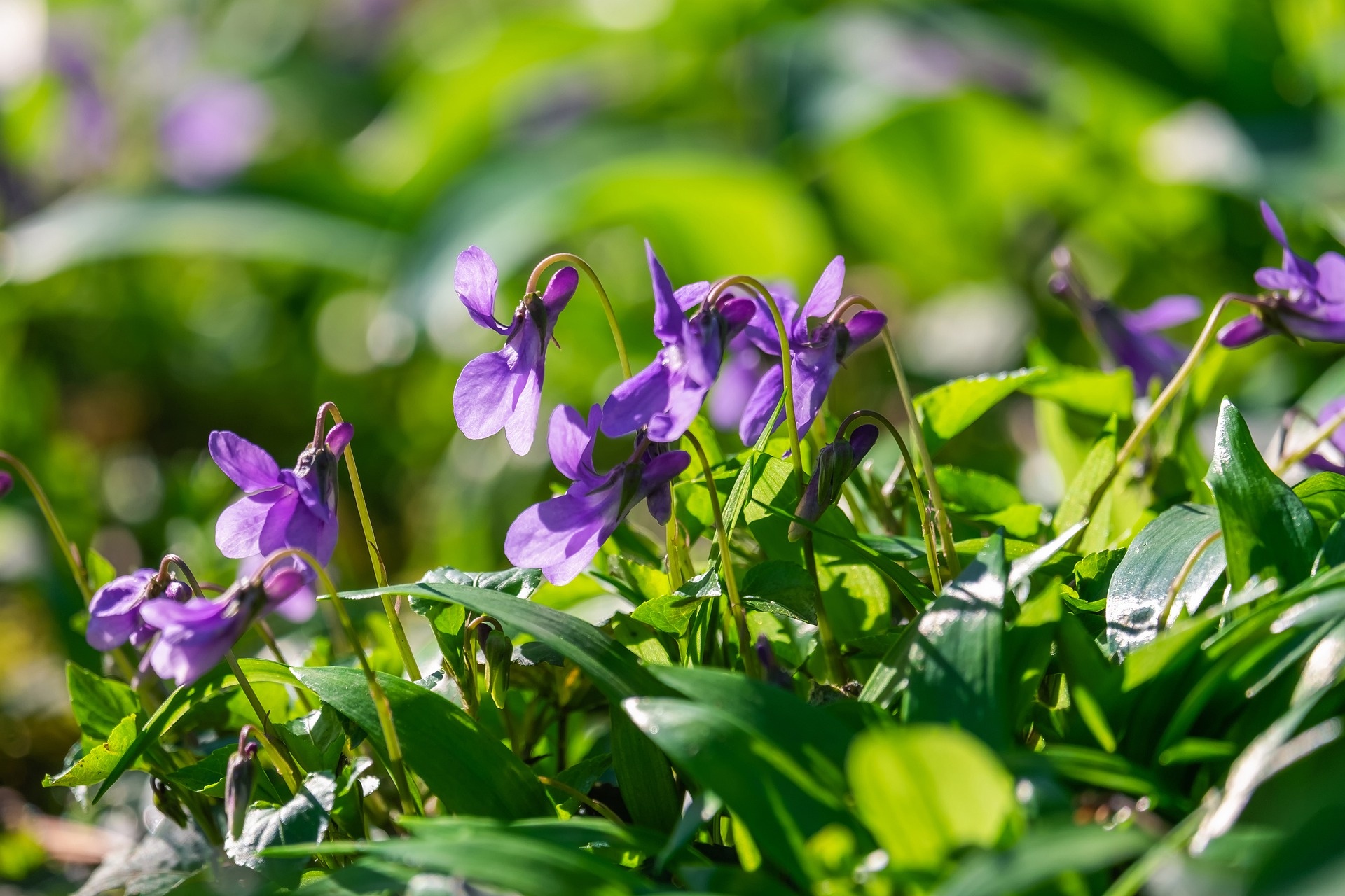 Violets have heart-shaped leaves with purple-blue flowers