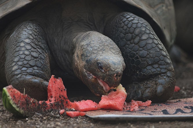 A giant tortoise munches watermelon at London Zoo