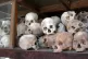 Skulls of Khmer Rouge victims