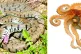 CLIMATE LOTTERY: (L to R) Barred grass snake, curled octopus