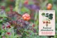 cloudberries
