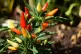 Chilli pepper. Photo: Pixabay