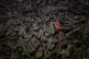 Shoes at Auschwitz during commemorations in Poland to mark 80 years since the liberation of the concentration camp on 27th January 1945, January 27, 2025