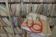 A stethoscope on top of patient's files at the Temple Fortune Health Centre GP Practice near Golders Green, London
