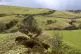 Offa's Dyke on Llanfair Hill, north of Knighton, Powys