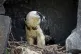 Good nests are used and continually built on by generations of vultures / Pic: Nicholas Turland/CC