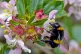 bumblebees