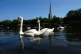 Swans on the river Severn in Worcester. Temperatures are set to continue to rise across the UK throughout the week, and more regions are likely to reach their local heatwave thresholds, July 9, 2026