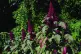 Amaranth