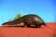 A pangolin