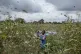 A farmer's daughter waves her shawl in the air to try to cha