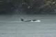 An orphaned Orca calf is shown in a lagoon near Zeballos, Br