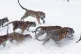 An endangered Siberian tiger runs away with a chicken tossed
