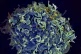 This electron microscope image made available by the U.S. Na