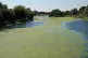 The Jubilee river which is covered in algae near Dorney in B