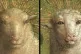 OVINE JESUS: The Mystic Lamb before and after restoration