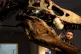 A Tyrannosaurus rex skull is cleaned in Newcastle. Human act