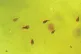 DIMINISHING RETURNS:  Human sperm recorded using an optical 