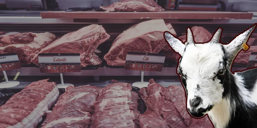 Sheep rustling in Britain’s killing fields | Morning Star