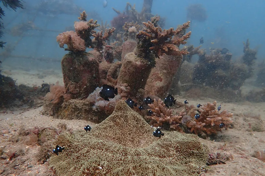 African and Commonwealth nations urge implementation of new oceans protection treaty