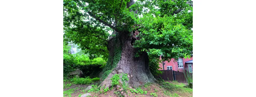 Feeling the heat: the challenges facing our ancient trees